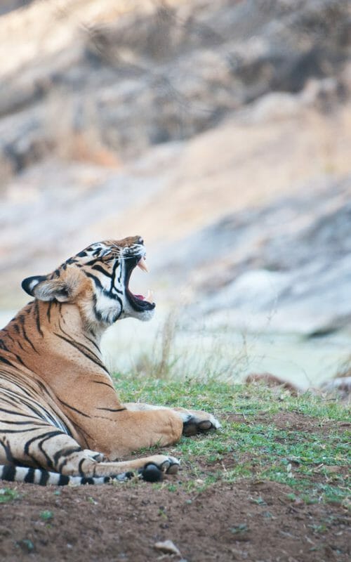 Bengal tiger, a national park Ranthambhore, India