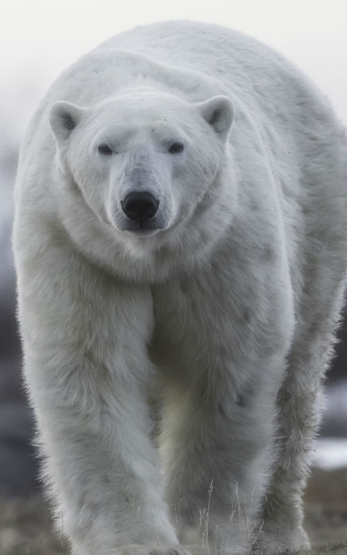 Big Polar Bear, Churchill Wild, Canada