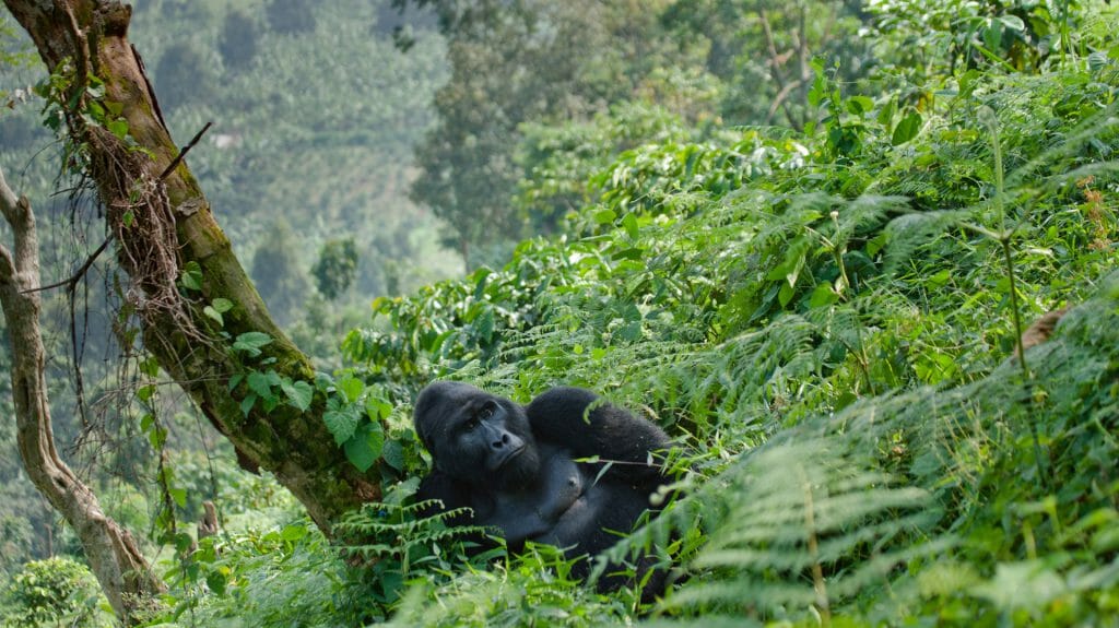Dominant male mountain gorilla in the grass, Bwindi Impenetrable National Park, Uganda