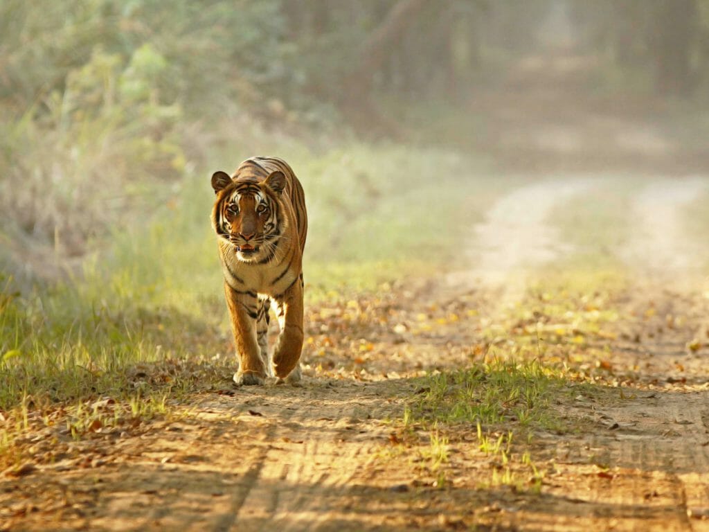 Tiger walking along road, Dudhwa National Park, India