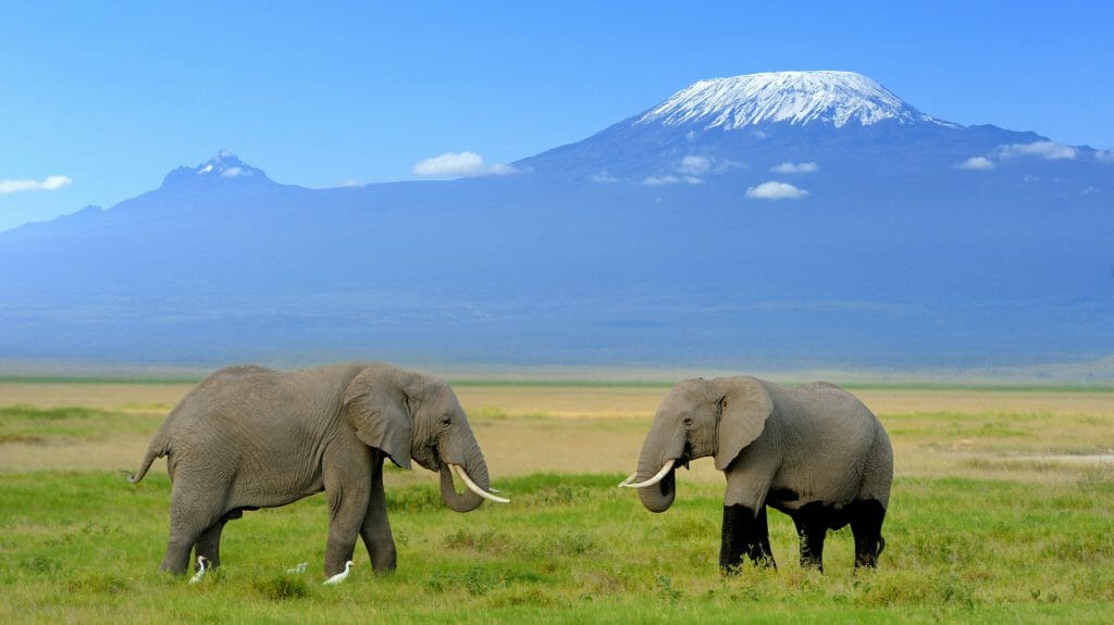 Elephants with Mount Kilimanjaro behind, Amboseli National Park, Kenya