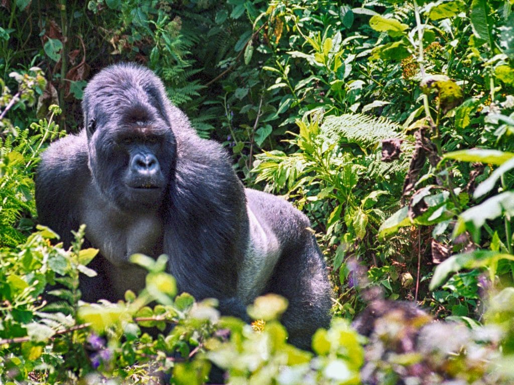 Mountain Gorilla, Volcano National Park, Rwanda