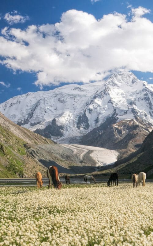 Herd of horses grazing in picturesque mountains in Kyrgyzstan