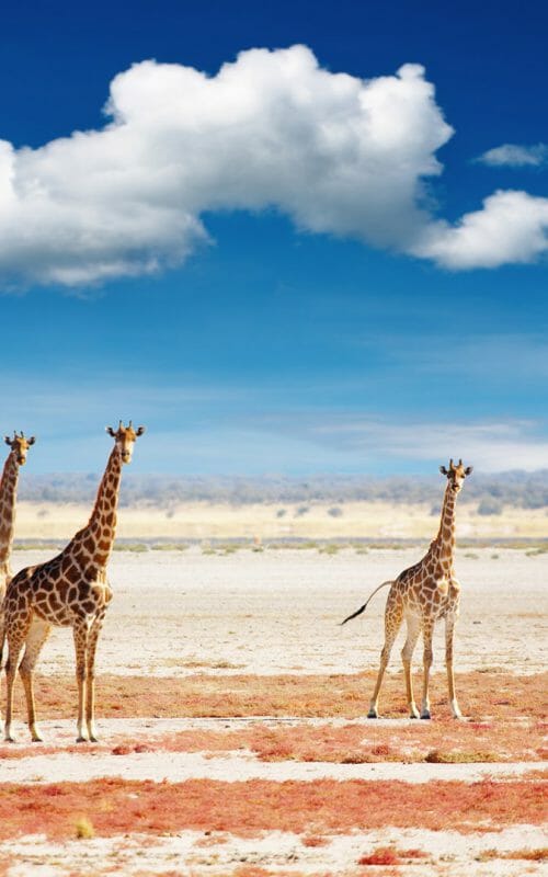 Journey of giraffes, Etosha National Park, Namibia