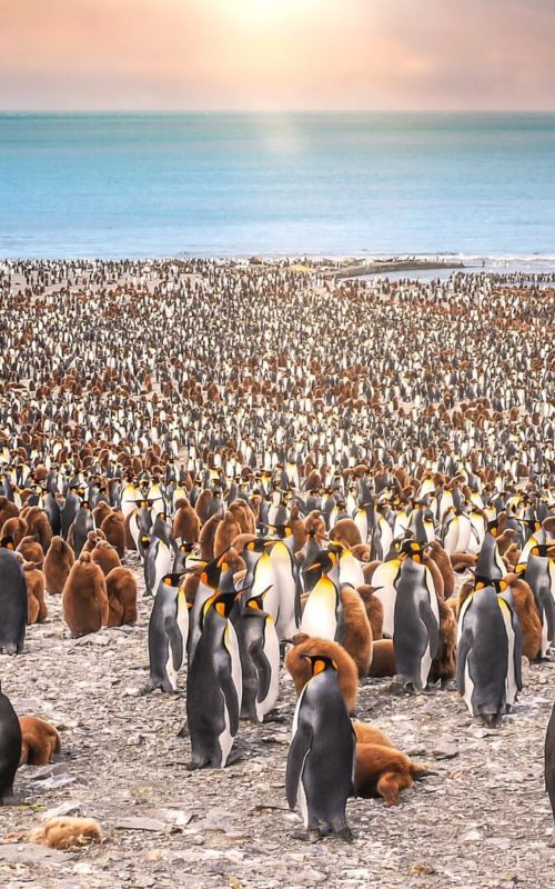 King Penguins, Beach, South Georgia Islands, Antarctica