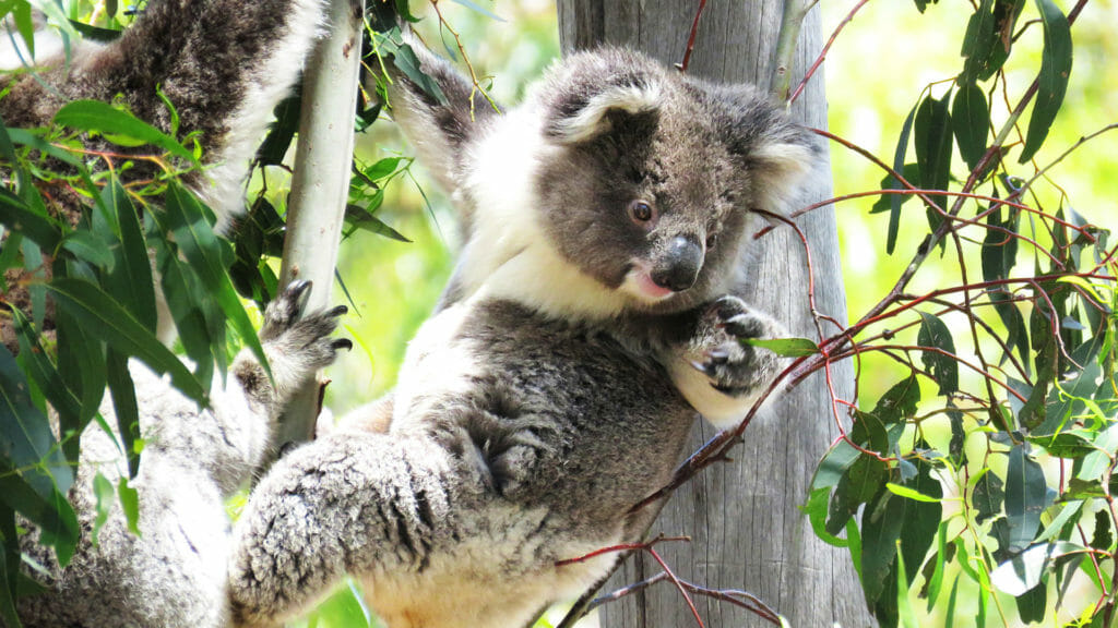 Koala hanging in tree