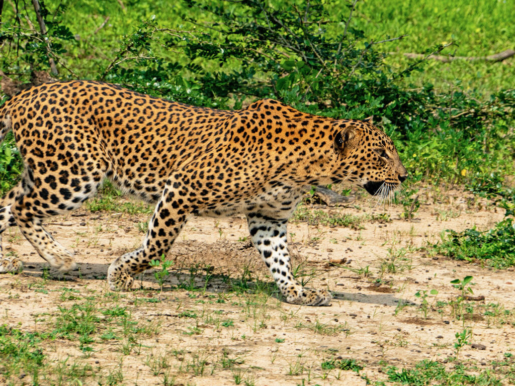 Leopard shortly before the hunt getting in position to kill the deer. in Yala National Park Sri Lanka