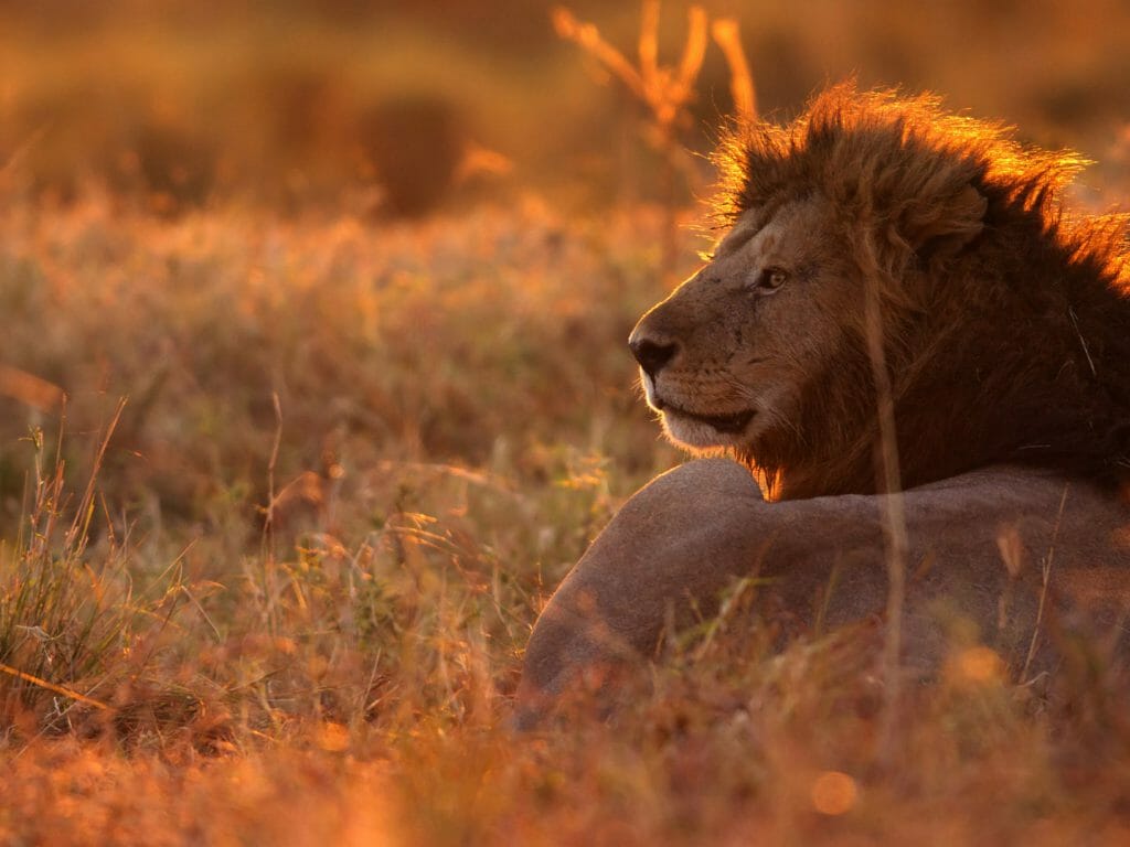 Lion resting in the savannah in the morning, Masai Mara, Kenya