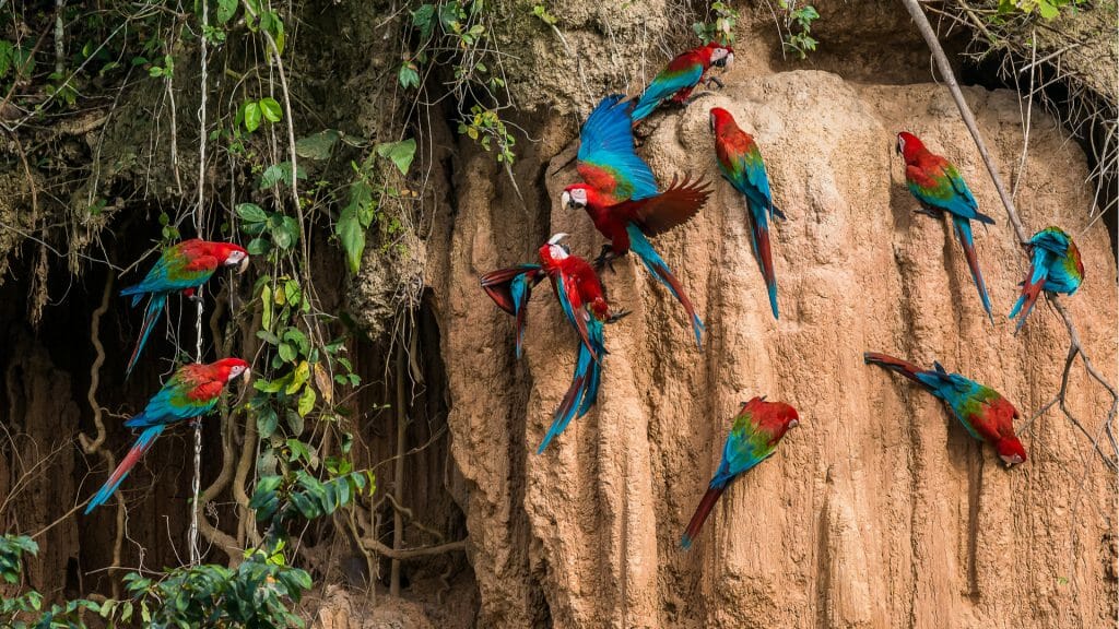 Macaws, Peruvian Amazon