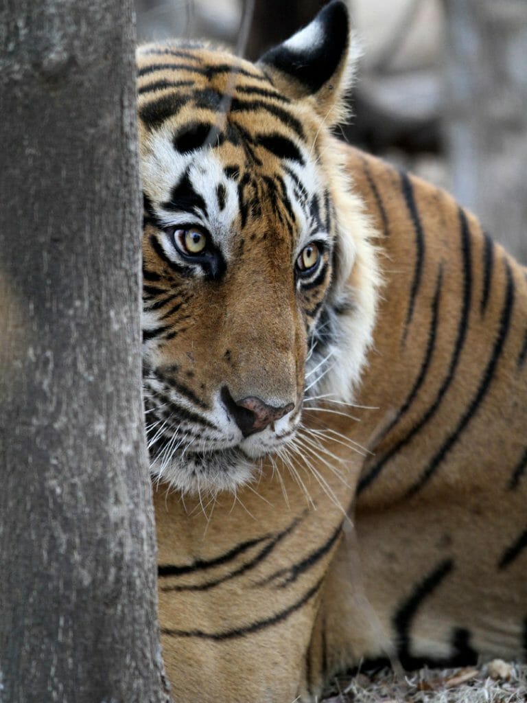 Male Tiger, India