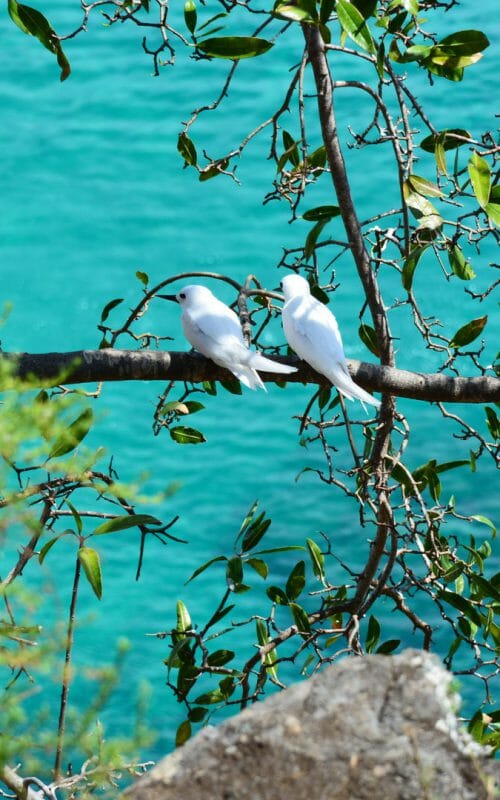 White Birds, Fernando de Noronha, Brazil