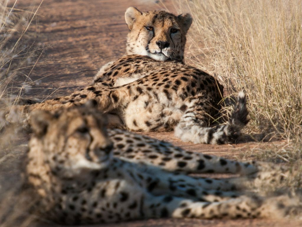 Resting cheetahs, Okonjima Nature Reserve, Namibia