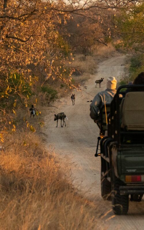 Game drive at Thornybush Saseka Tented Camp, Hoedspruit, Greater Kruger National Park, South Africa