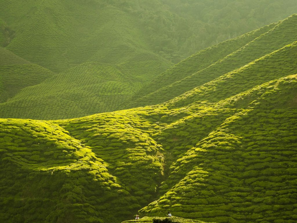 Western Ghats, Tea Estates, Karnataka, India