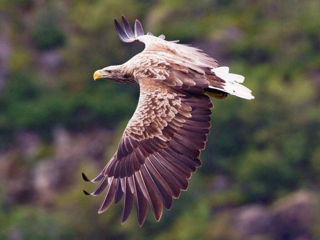 White-tailed eagle or sea eagle, Scotland